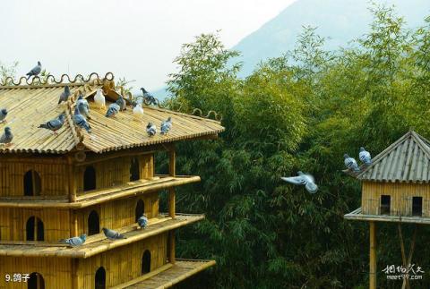 海阳云顶自然风景旅游区旅游攻略 之 鸽子