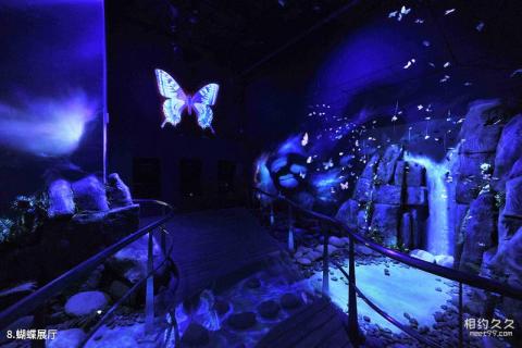 北京国家动物博物馆旅游攻略 之 蝴蝶展厅