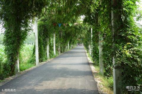 淮安金湖荷花荡景区旅游攻略 之 观荷通道