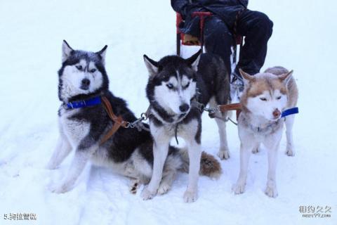 黑龙江中国雪乡旅游攻略 之 狗拉雪橇