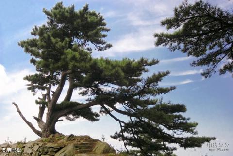 大别山主峰景区旅游攻略 之 奔马松