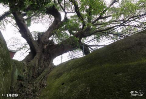 长乐竹田岩景区旅游攻略 之 千年古榕