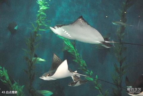 上海海洋水族馆旅游攻略 之 白点鹰鲼