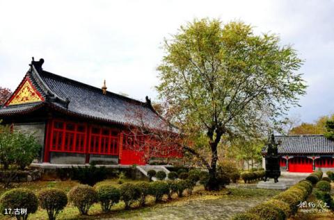 沈阳猪踪朝阳寺旅游攻略 之 古树