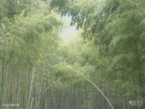 赣州阳岭国家森林公园旅游攻略 之 十万亩竹海