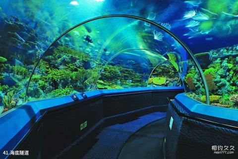 上海海洋水族馆旅游攻略 之 海底隧道