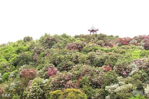 毕节百里杜鹃旅游攻略 之 风光