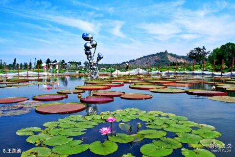 上海辰山植物园旅游攻略 之 王莲池