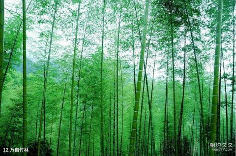 龙岩梅花山中国虎园旅游攻略 之 万亩竹林