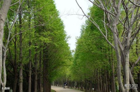 宿州五柳风景名胜区旅游攻略 之 森林