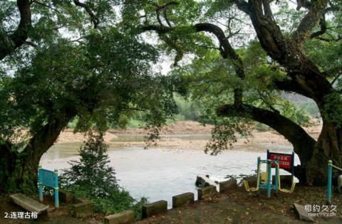 永泰大樟公园旅游攻略 之 连理古榕