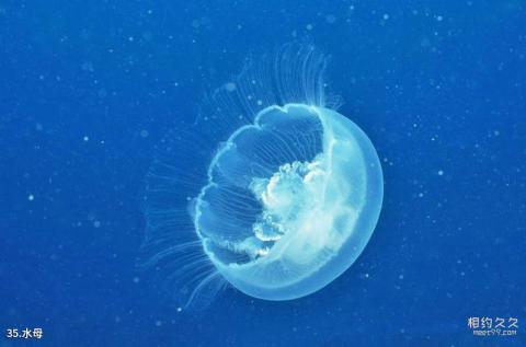 上海海洋水族馆旅游攻略 之 水母