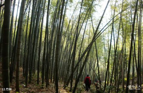 瑞安顺泰青云谷旅游攻略 之 竹林