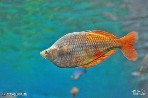 上海海洋水族馆旅游攻略 之 澳大利亚彩虹鱼
