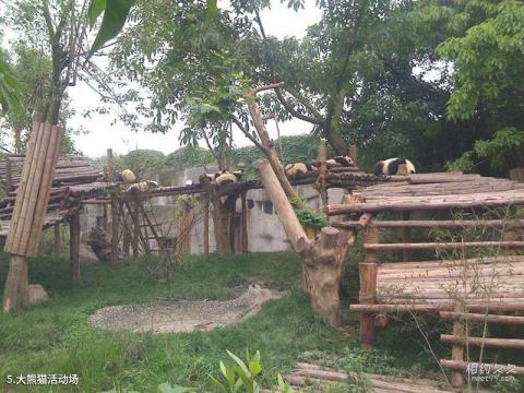 成都大熊猫繁育研究基地旅游攻略 之 大熊猫活动场