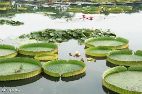 三水荷花世界旅游攻略 之 王莲观赏区