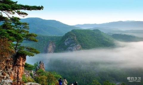 吉林仙景台风景名胜区旅游攻略 之 长寿松