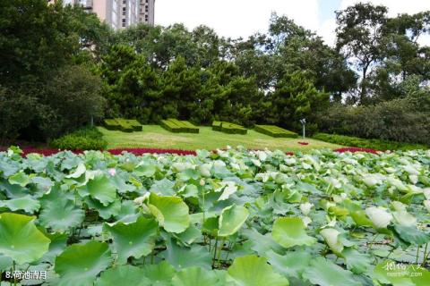 上海中山公园旅游攻略 之 荷池清月
