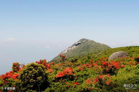 建宁闽江源金铙山旅游区旅游攻略 之 千亩杜鹃