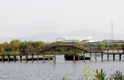 江阴双泾生态园旅游攻略 之 森林湿地景观