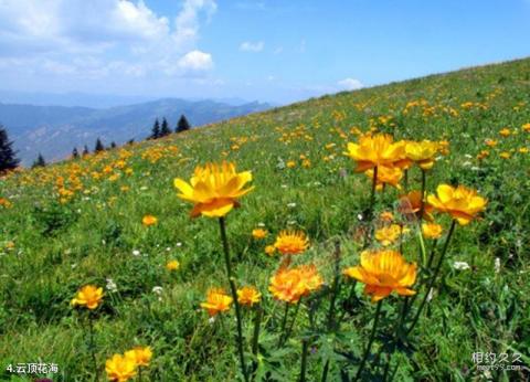 平山驼梁山风景区旅游攻略 之 云顶花海