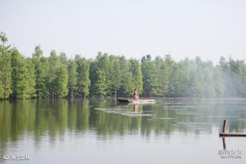 常熟虞山尚湖风景区旅游攻略 之 水上森林