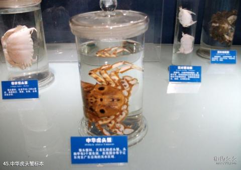 青岛水族馆旅游攻略 之 中华虎头蟹标本