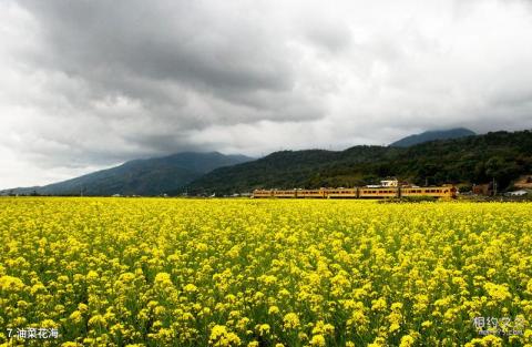 台湾花莲花东纵谷国家风景区旅游攻略 之 油菜花海