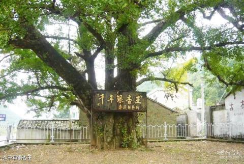 铜陵凤凰山风景区旅游攻略 之 千年银杏王