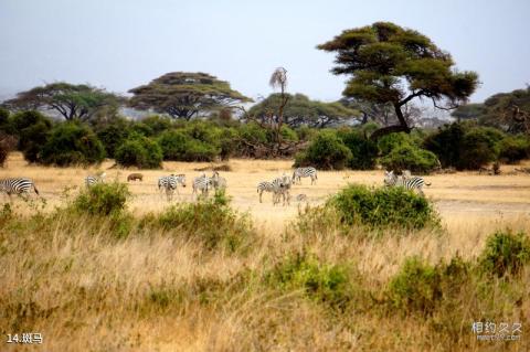 肯尼亚马赛马拉国家保护区旅游攻略 之 斑马