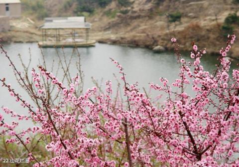 海阳云顶自然风景旅游区旅游攻略 之 山花烂漫