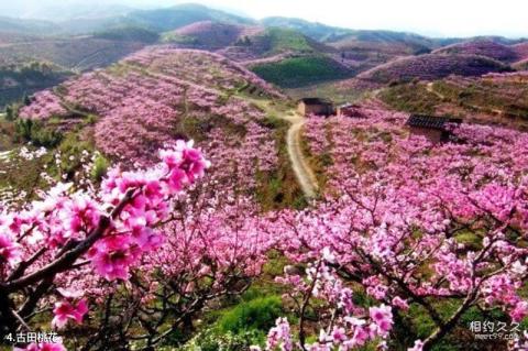 福建廖厝桂花谷温泉旅游攻略 之 古田桃花