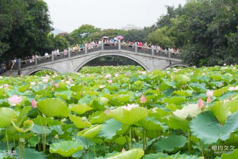 深圳洪湖公园旅游攻略 之 荷花