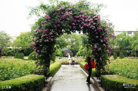 上海复兴公园旅游攻略 之 月季