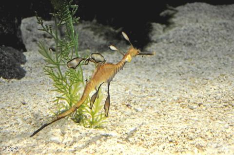 上海海洋水族馆旅游攻略 之 海龙