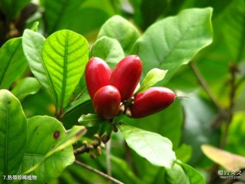 海南兴隆热带植物园旅游攻略 之 热带珍稀植物