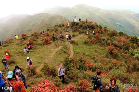 新兴广东天露山旅游度假区旅游攻略 之 杜鹃花