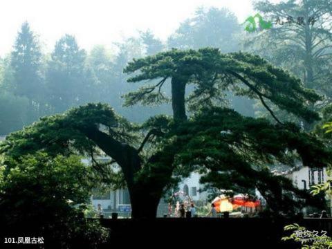 九华山风景名胜区旅游攻略 之 凤凰古松