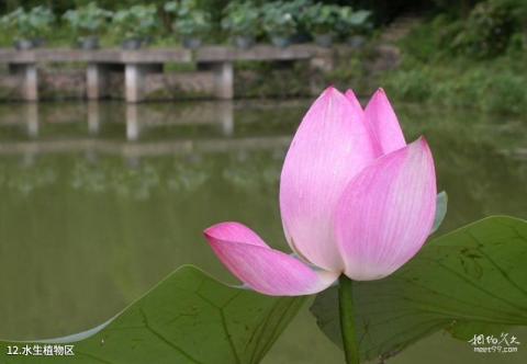 深圳仙湖植物园旅游攻略 之 水生植物区