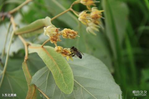 饶河东北黑蜂国家级自然保护区旅游攻略 之 东北黑蜂
