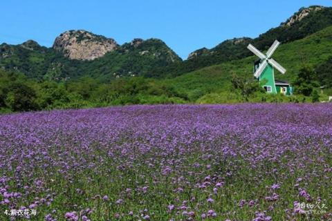 大连紫云花汐薰衣草庄园旅游攻略 之 紫衣花海