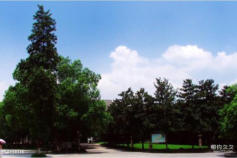 西南大学校园风光 之 樟树林