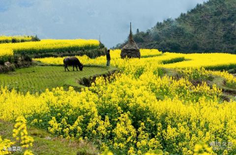 江西婺源风景区旅游攻略 之 油菜花