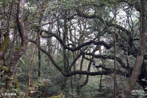 永州姑婆山风景区旅游攻略 之 原始森林