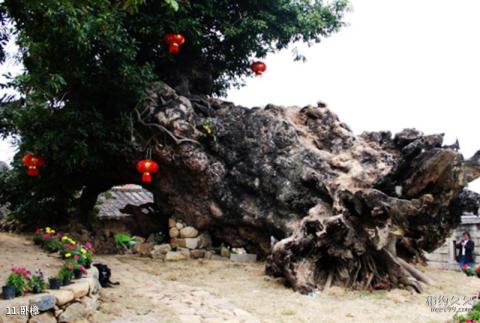 福建长泰古山重景区旅游攻略 之 卧樟