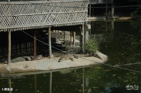 三亚美天涯热带海洋世界旅游攻略 之 鳄鱼湖