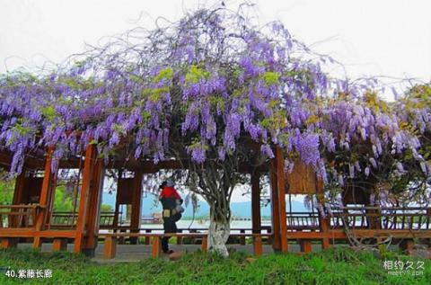 常熟虞山尚湖风景区旅游攻略 之 紫藤长廊