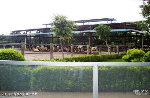 深圳光明农场大观园旅游区旅游攻略 之 奶牛示范及文化展示基地
