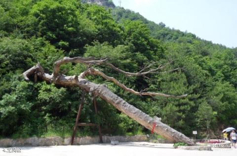 盂县藏山风景区旅游攻略 之 龙凤松