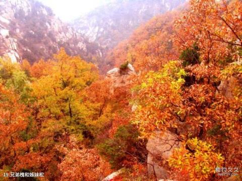 泰安新泰莲花山旅游攻略 之 兄弟槐和姊妹松